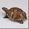 Ornate Box turtle